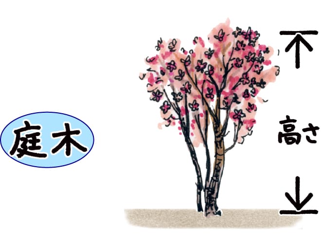 木の高さ
