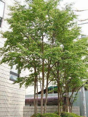 ヒメシャラ