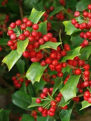 クリスマスホーリー(ヒイラギモチ)